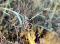 Dwarf Bluestem Grass